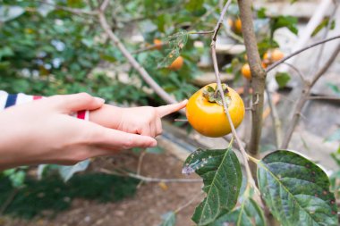 Anne ve çocuk hurmaya dokunuyor.