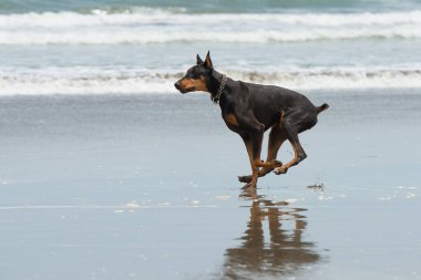 Doberman deniz kenarında oynuyor.