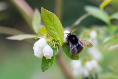 Böğürtlen çiçeği nektarı yemek için marangoz arısı