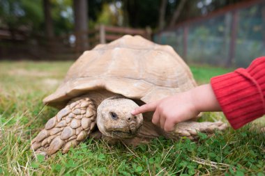 Afrikalı Mahmuzlu Kaplumbağa 'ya dokun