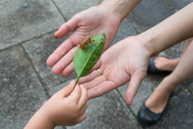 Çocuk ağustos böceğinin boş kabuğunu buldu