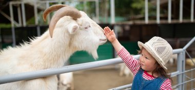Küçük kız keçiye dokunuyor.
