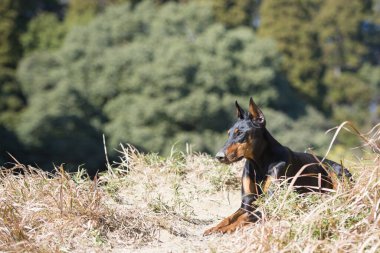 Güneşli bir günde Güzel Doberman