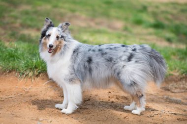 Yeşil çimlerde Shetland Çoban Köpeği