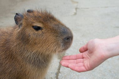 Bulanık arkaplanda Capybara 