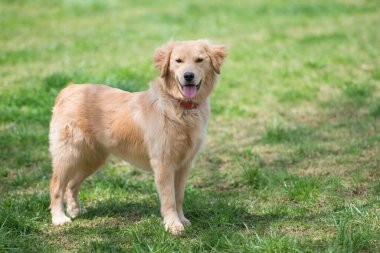 Yeşil çayır üzerinde Golden Retriever 