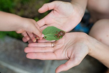 Çocuk ağustos böceğinin boş kabuğunu buldu 