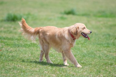 Labrador av köpeği yeşil çimlerde
