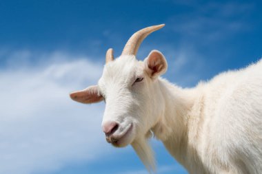 Mavi gökyüzü ve beyaz keçi