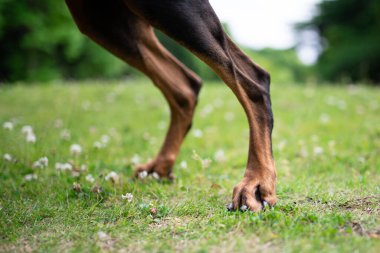 Doberman arka ayakları sahada