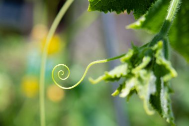 Salatalığa dönüşmek için sarmaşık sarmaşığı