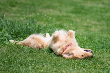 Yeşil çayır üzerinde Golden Retriever