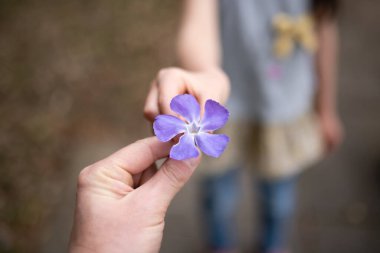 Ebeveyn-çocuk elleri menekşe çiçeği uzatıyor