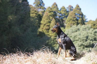 Güneşli bir günde Güzel Doberman