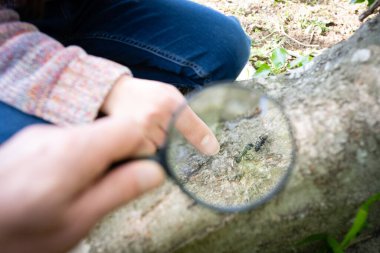 Ebeveyn ve çocuk büyüteçle karıncaları gözlemliyor 