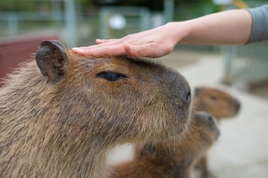 Bulanık arkaplanda Capybara 