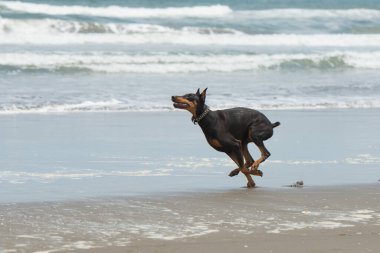 Doberman deniz kenarında oynuyor.