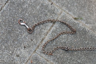 Köpek yetiştiriciliği zinciri