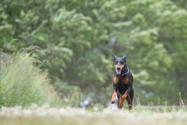 Doberman çayırda koşuyor. 