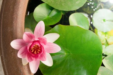 Güzel pembe nilüfer çiçekleri açar