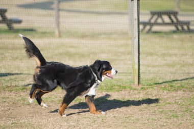 Oyun sahasında sevimli bir köpek 