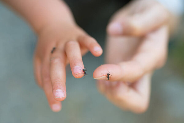 Муравьи идут по рукам