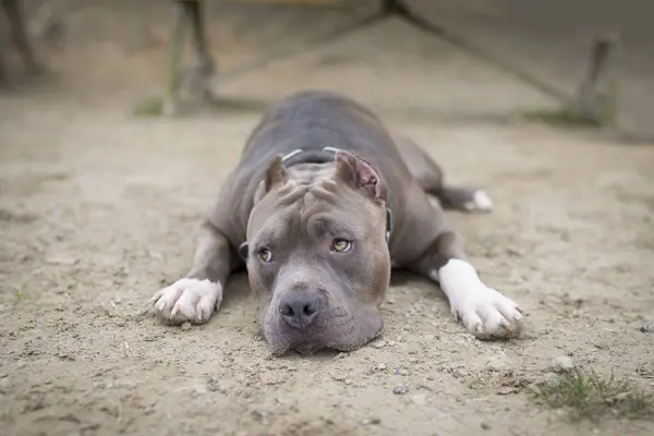 Pitbull terrier americano