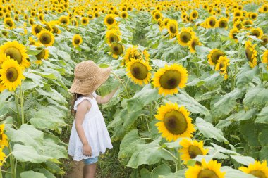 Ayçiçeği tarlasında oynayan küçük kız 