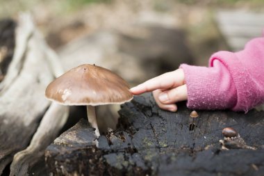 Çocuğun eli kahverengi mantarı işaret ediyor.