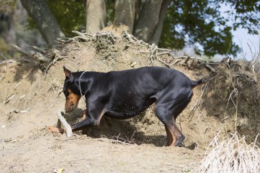 Doberman çukur kazacak.