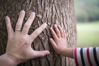 Çocuk ve babanın eli çam ağacına değiyor