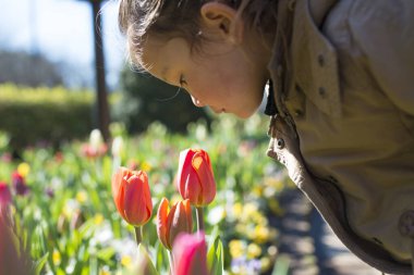 Genç Asyalı kız lale kokluyor.