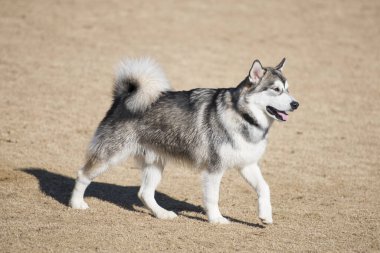 Alaska Malamute köpeği açık havada oynuyor