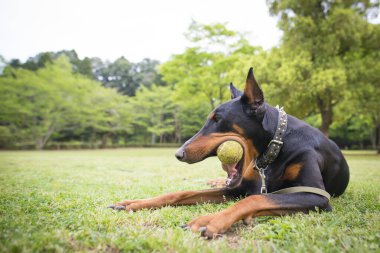 Doberman tenis topuyla oynuyor.