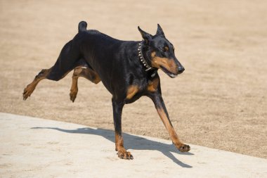 Güneşli bir günde koşan güzel bir doberman
