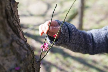Bir meyve bahçesinde bahar çiçekleri 