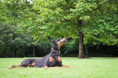 Doberman çimenlerde dinleniyor.