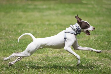 Çimenlikteki İngiliz Pointer köpeği 