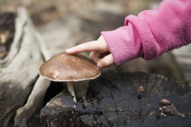 Çocuğun eli kahverengi mantarı işaret ediyor.