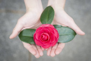 Ebeveyn ve çocuk elleri kırmızı çiçek uzatıyor