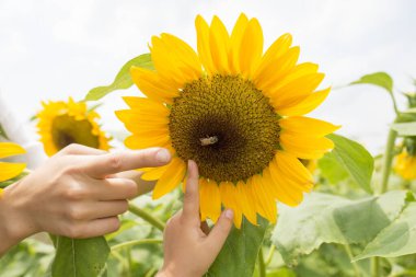 Arıyı bulan ebeveyn ve çocuk ayçiçeğinde durmuş.