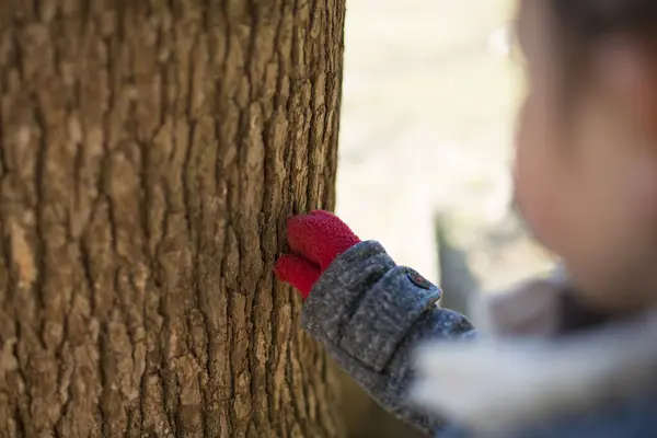 little girl climbing touching tree in forest