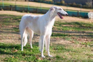 Borzoi köpeği başka tarafa bakıyor.