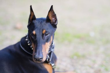 Güzel Doberman dışarıda keşif yapıyor.