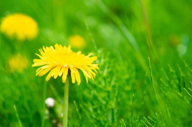 Sarı dandelions ile yeşil çimen