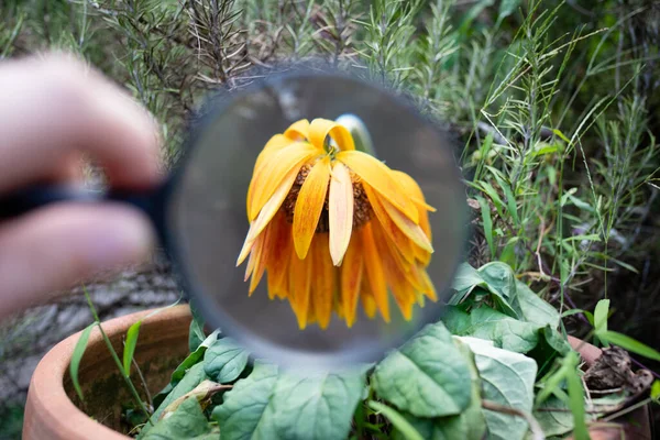 person with  magnifying glass looking on the flower.