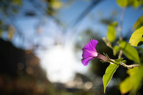 Morning glory flower and morning glory