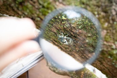 Büyüteçle ağaç kabuğuna bakan kişi.