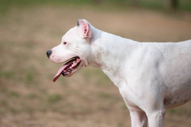 Dogo Argentino çimlerde rahatlar.