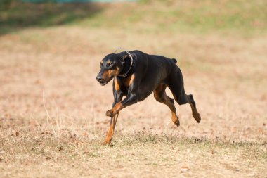 Köpek doberman parkta koşuyor.
